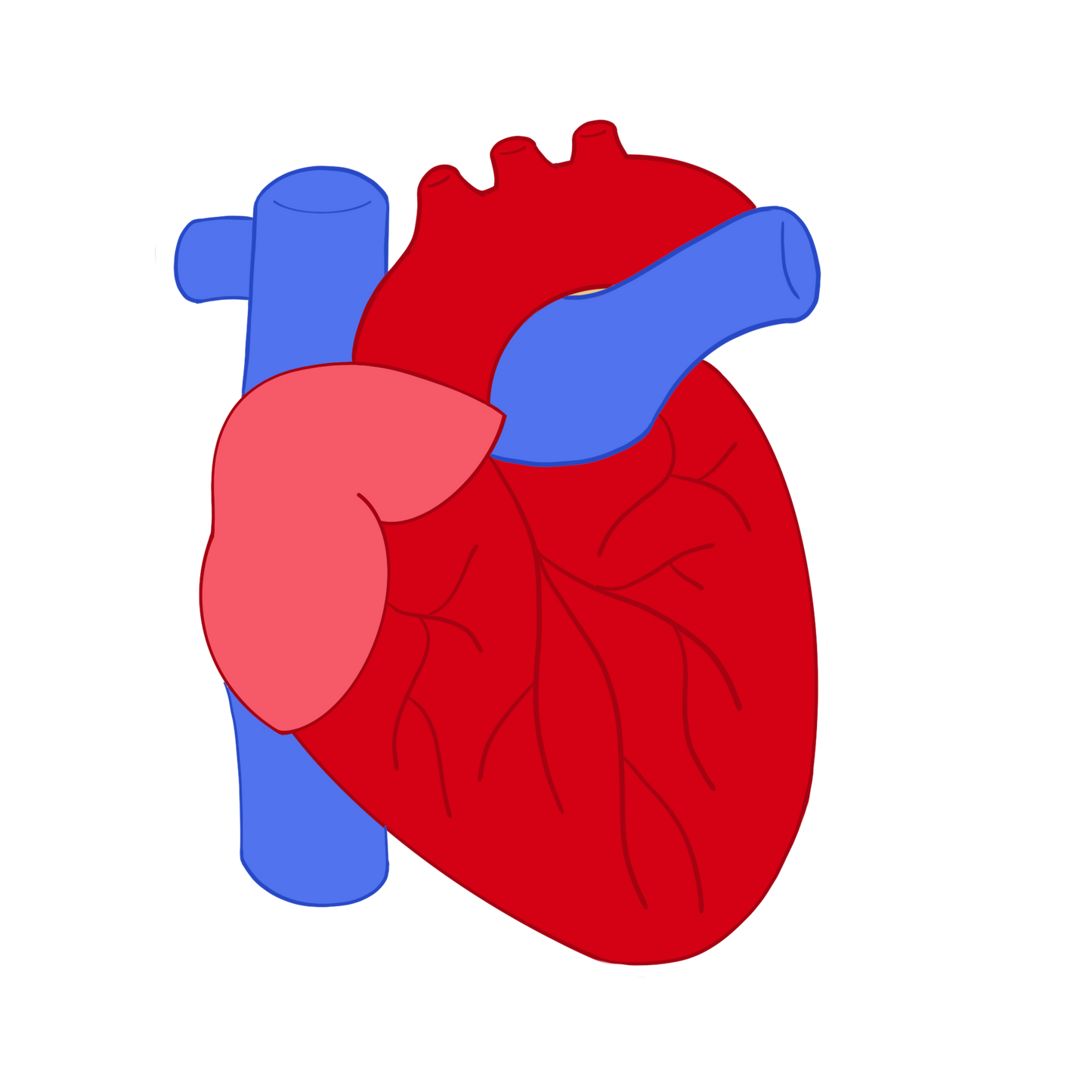 Anatomical Heart Cookie Cutter STL Digital File